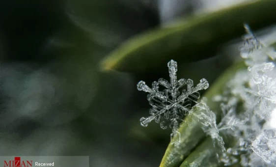 دانه‌های برف زیر میکروسکوپ