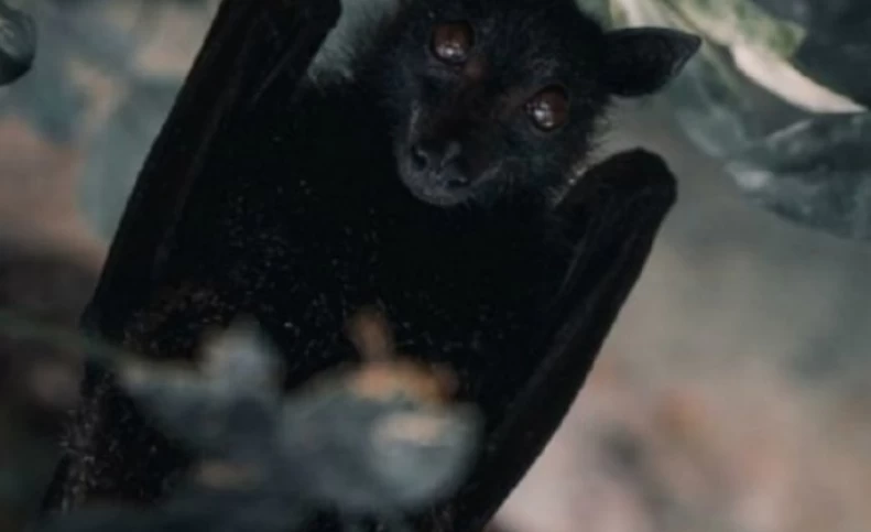 داستان عجیب خفاش‌های بمب افکن/ چگونه خفاش‌ها کابوس ژاپنی‌ها شد؟
