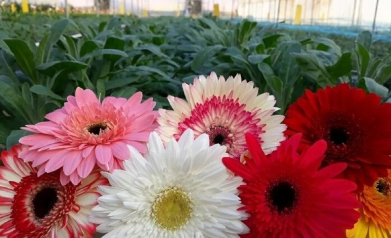 تولید سالانه بیش از دو میلیون گل شاخه بریده در آذربایجان غربی
