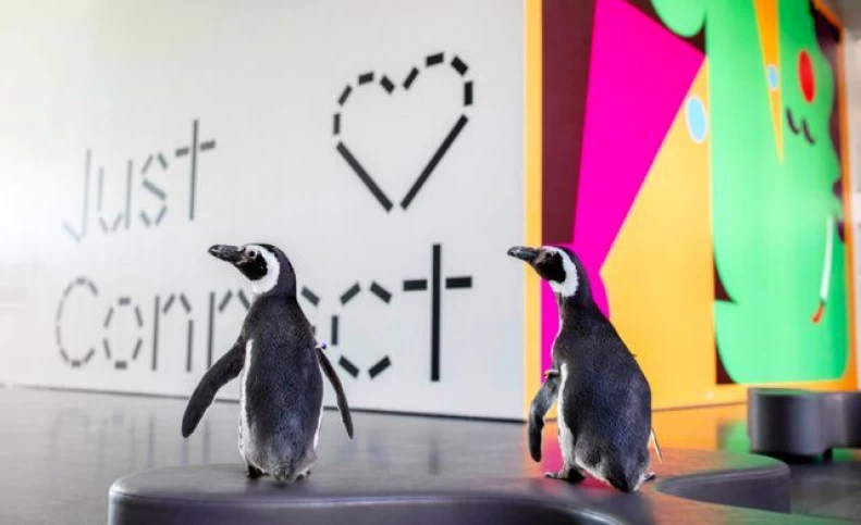 پنگوئن‌هایی که به آثار هنری علاقه‌ دارند/