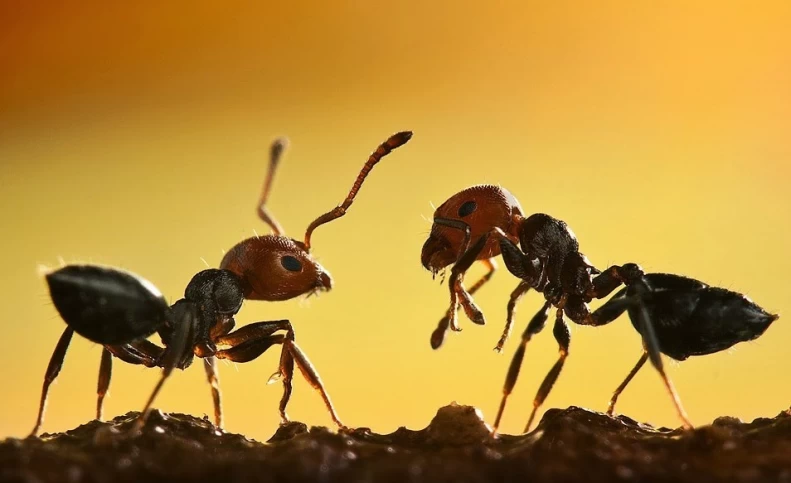 راه فراری دادن تمام مورچه ها از خانه