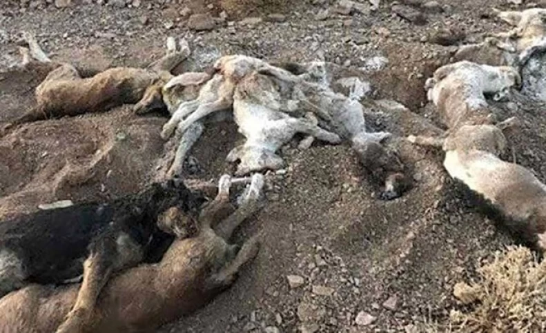 آتش زدن ۱۵ قلاده سگ در شاهدشهر