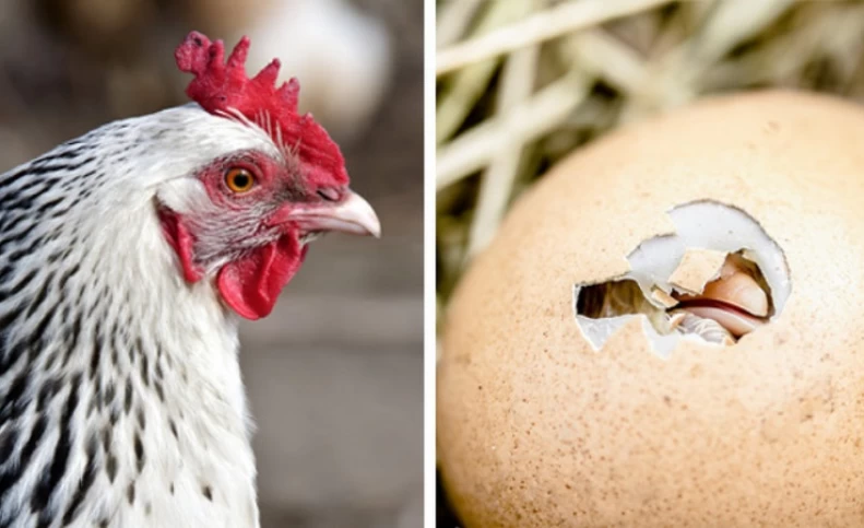 قیمت تخم‌مرغ چقدر بالا می‌رود؟