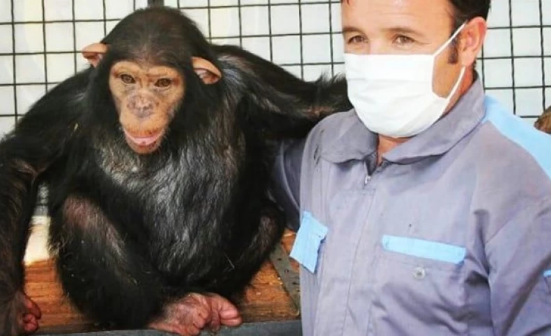 "باران"، شامپانزه باغ وحش ارم امشب راهی کنیا می‌شود