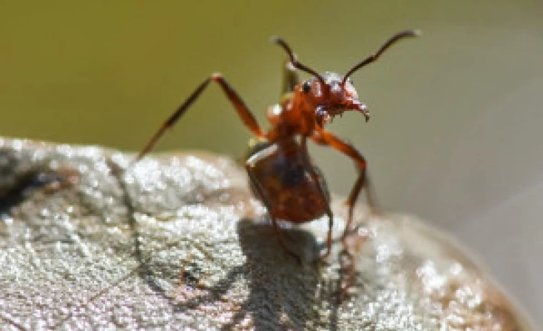 مورچه ای عجیب که کشاورزی می کند!