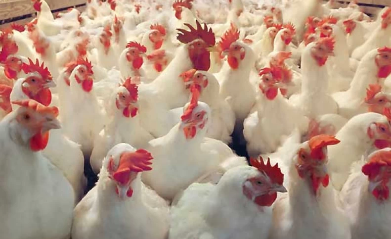 دولت دلال بزرگ است/ تبدیل هفتمین تولید کننده مرغ جهان به وارد کننده