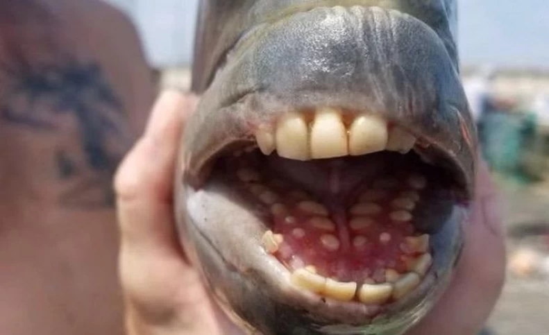 ماهی با دندان‌هایی شبیه دندان انسان در کارولینای شمالی