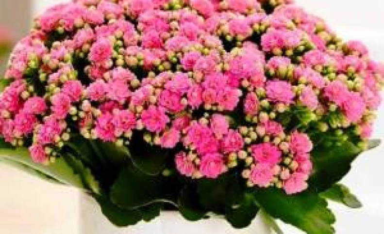 روش نگهداری گیاه کالانکوئه ، کاکتوس گلدار زیبا
