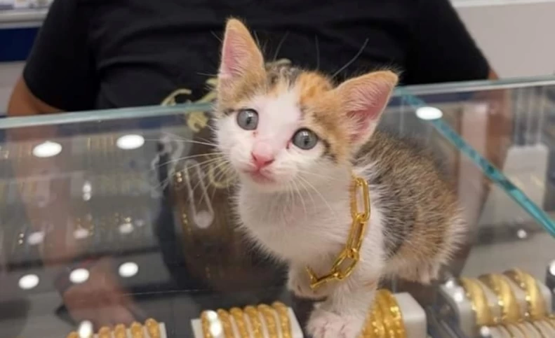 (عکس) کودک عراقی برای گربه‌اش گردنبند طلا خرید!
