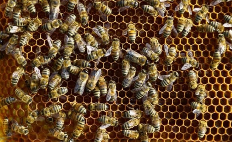 زنبورها هم "فاصله‌گذاری اجتماعی" را رعایت می‌کنند!