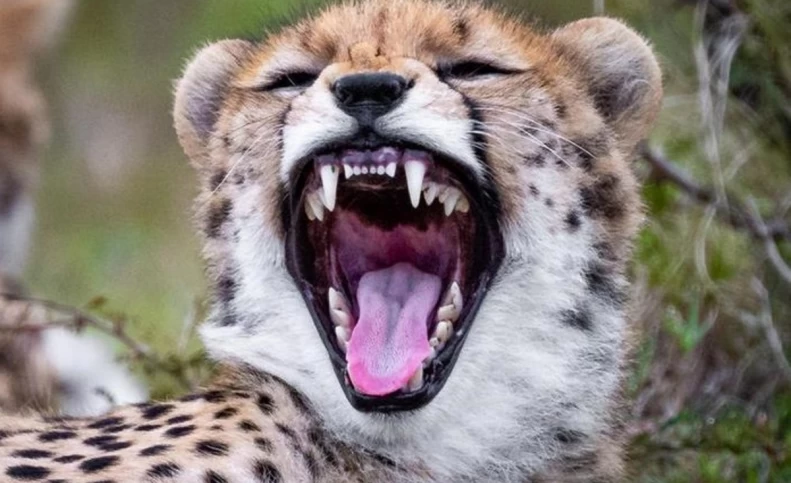 (تصاویر) این بچه یوزپلنگ به چه چیزی می‌خندد!