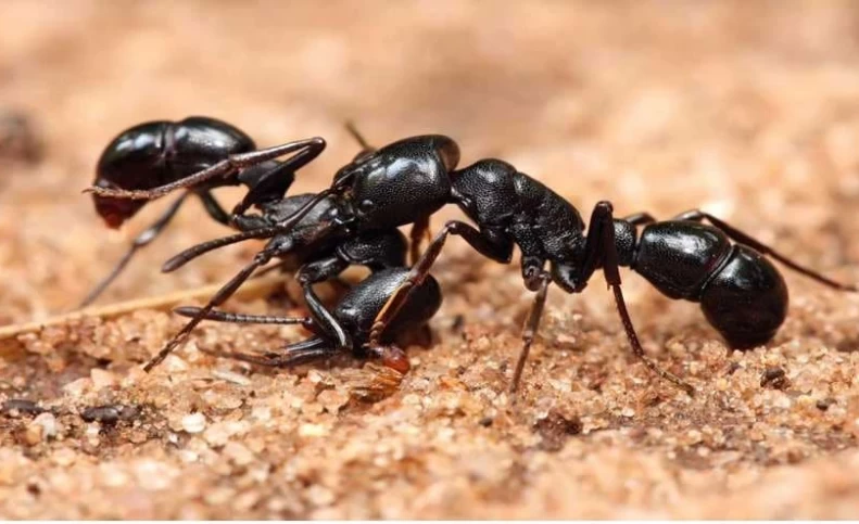 روش های جدید و فوری دور کردن مورچه ها از خانه