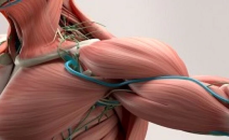 دانشمندان عضله مصنوعی قوی‌تر از عضله انسان ساختند