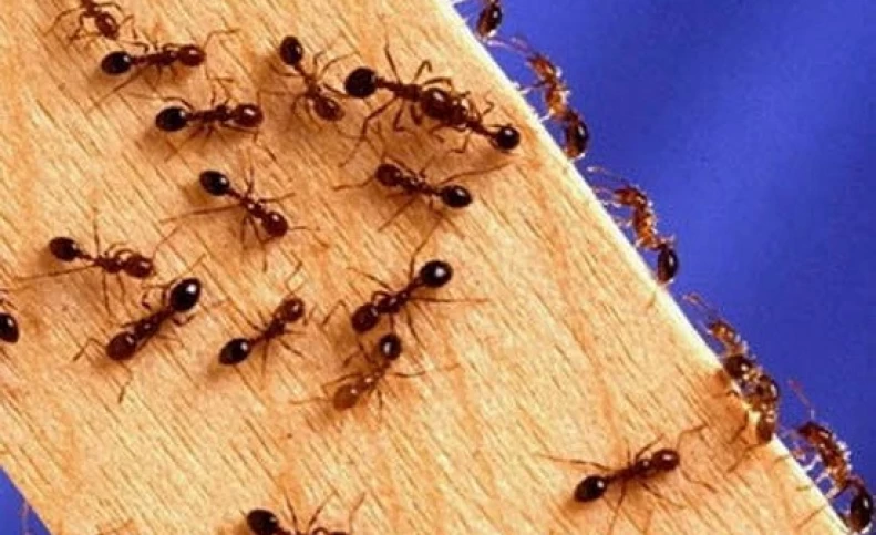 خانواده خانه داری 11 روش خانگی و طب سنتی برای فراری دادن مورچه ها