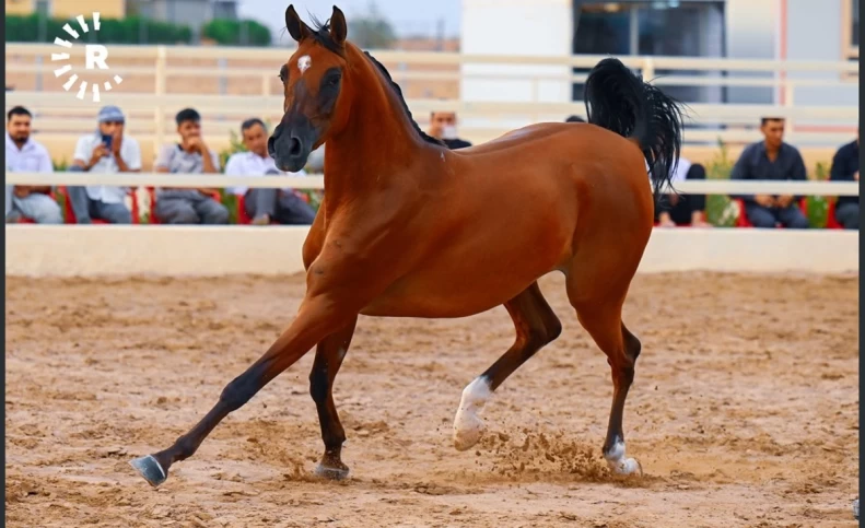 (تصاویر) نمایش اسب‌های اصیل عرب در کردستان عراق