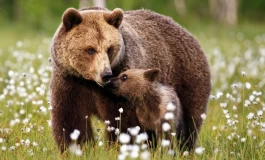 خطرناک‌ترین درگیری‌ها میان حیوانات؛ به خرس و توله‌اش نزدیک نشوید