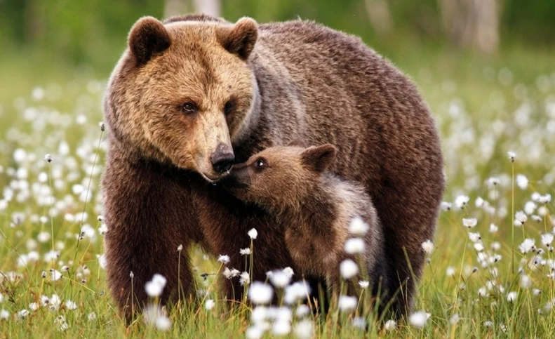 خطرناک‌ترین درگیری‌ها میان حیوانات؛ به خرس و توله‌اش نزدیک نشوید