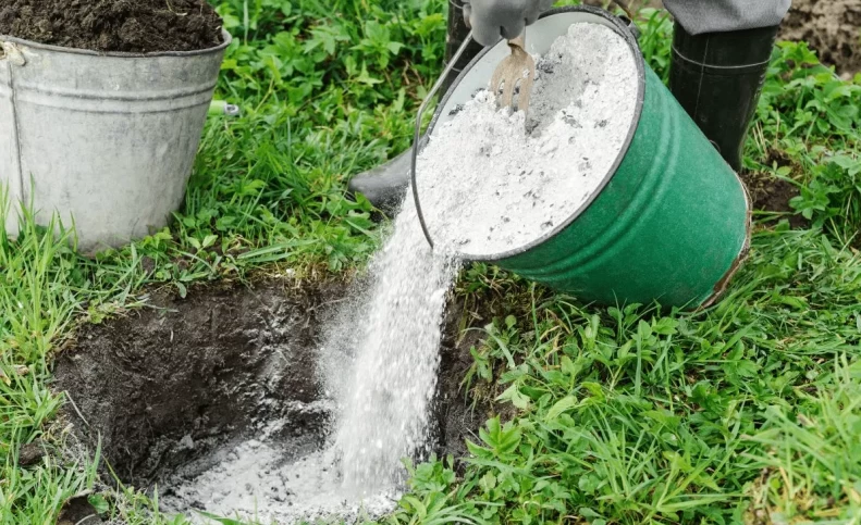 فواید خاکستر برای درخت پسته