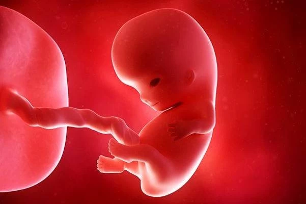 تشکیل چشایی جنین در دو ماه اول حس چشایی جنین