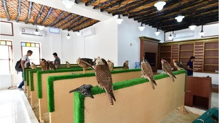 سوق شاهین از مکان های گردشگری قطر بهترین تفریحات قطر, موزه ملی قطر, پارک های قطر