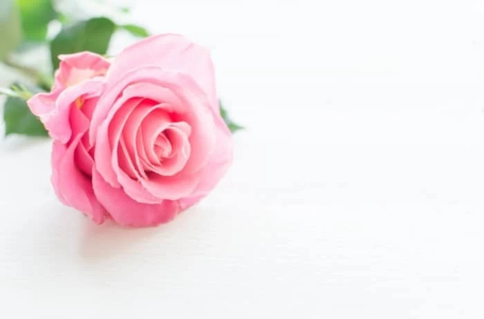 فواید میوه گل رز گل رز