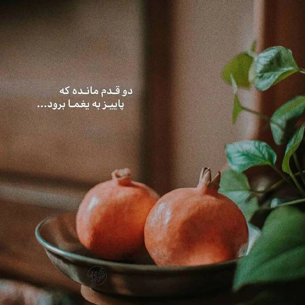 عکس پروفایل یلدا عکس شب یلدا با کیفیت بالا عکس شب یلدا خانوادگی عکس شب یلدا دونفره عکس برای شب یلدا دخترانه عکس شب یلدا 1402 عکس شب یلدا عاشقانه عکس پروفایل یلدا u;s v,thdg dgnh