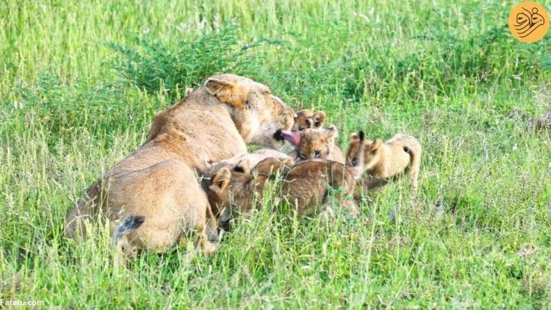 (ویدئو) لحظه دیدار مجدد توله شیرهای گم شده با مادرشان